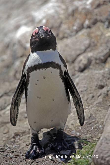 African Penguin Diet In Captivity Movie - culturegala